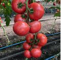 Seminte tomate Manusa RZ F1 100 seminte