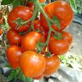 Seminte de tomate Belfast F1 500 seminte