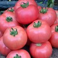 Seminte tomate Dimerosa F1 500 seminte