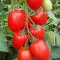 Seminte tomate Firmus F1 2500 seminte