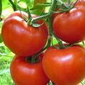 Seminte tomate Gravitet F1 500 seminte