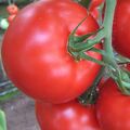 Seminte tomate Kiveli F1 500 seminte