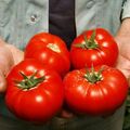 Seminte tomate Mahitos F1 1000 seminte