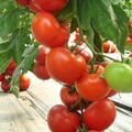 Seminte tomate Matissimo F1 500 seminte