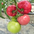 Seminte tomate Mei Shuai F1 100 seminte