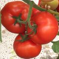 Seminte tomate extratimpurii Qualitet F1 500 seminte