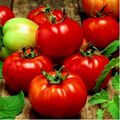 Seminte tomate Sultan F1 1000 seminte
