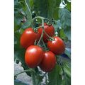 Seminte de tomate nedeterminate Charanda F1 1000 seminte