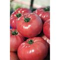 Seminte de tomate nedeterminate VP1 tomata roz 250 seminte
