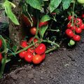 Seminte tomate OLTENA F1 500 seminte