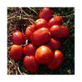 Seminte tomate Galilea F1 50 seminte