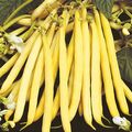 Seminte fasole fideluta galbena oloaga Roquencourt 1 kg