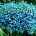 Seminte flori lobelia curgatoare Lobelia Erinus Collier De Perles  0,1 gr