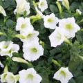 Seminte flori petunia Nana Compacta Alb 0,2 gr