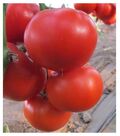 Seminte tomate Diagrama F1 500 seminte