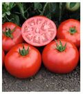 Seminte tomate Tomsk F1 1000 seminte