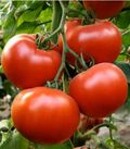 Seminte tomate Axiom F1 500 seminte