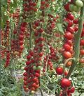 Seminte tomate Landolino F1 500 seminte