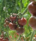 Seminte tomate Olmeca F1 500 seminte