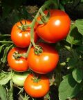 Seminte tomate Belladona F1 500 seminte