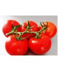 Seminte tomate Endeavour F1 100 seminte