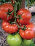 Seminte tomate Panekra F1 500 seminte
