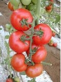 Seminte tomate Galina F1 500 seminte
