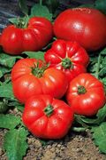 Seminte tomate Marmande 10 gr