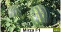 Seminte pepene verde Mirza F1 1000 seminte