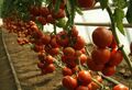 Seminte tomate Attiya F1 1000 seminte