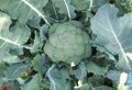 Seminte broccoli Agassi F1 1000 seminte