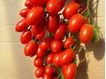 Seminte tomate Lucinda F1 100 seminte