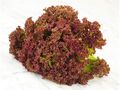 Seminte salata creata rosie Lollo Rossa 10 gr