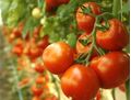 Seminte tomate Abellus F1 1000 seminte