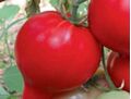 Seminte tomate Pekonet F1 500 seminte