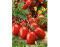 Seminte tomate Rio Grande 1 gr