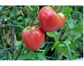 Seminte tomate rosii Inima de bou 5 gr