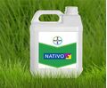 Fungicid grau orz Nativo 300 sc 5 l