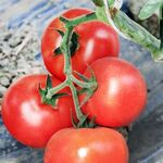 Seminte tomate Buran F1 500 seminte