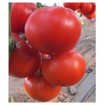 Seminte tomate Diagrama F1 500 seminte
