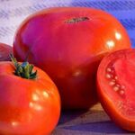 Seminte tomate Ghittia 3000 seminte