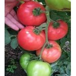 Seminte tomate HTP-11 F1 500 seminte