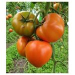 Seminte tomate Ismini F1 500 seminte
