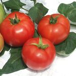 Seminte tomate Jastis F1 500 seminte