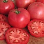 Seminte tomate Lillagro 3000 seminte