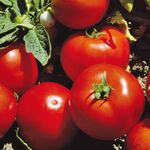 Seminte tomate Lojain F1 1000 seminte