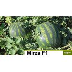 Seminte pepene verde Mirza F1 1000 seminte