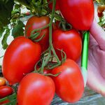 Seminte tomate Policarpo F1 500 seminte