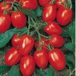 Seminte tomate Torquay F1 1000 seminte
