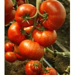 Seminte tomate Umagna F1 1000 seminte